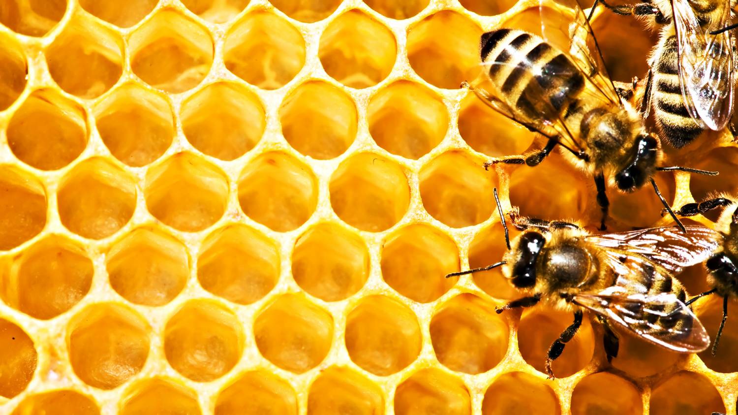 Аграрии справились с последствиями массового заболевания пчел – аналитики компании Pro-Consulting. Газета «День»